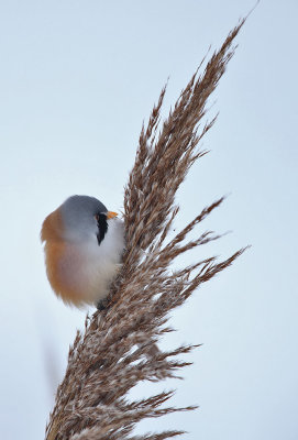 Bearded Reedling - Baardmannetje