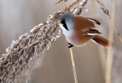 Bearded Reedling - Baardmannetje