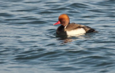 Red-crested Pochard - Krooneend