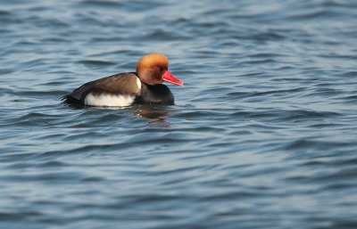 Red-crested Pochard - Krooneend