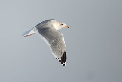 Herring Gull - Zilvermeeuw