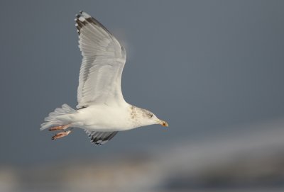 Herring Gull - Zilvermeeuw