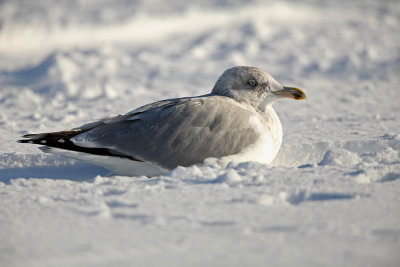 Herring Gull - Zilvermeeuw