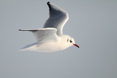 Black-headed Gull