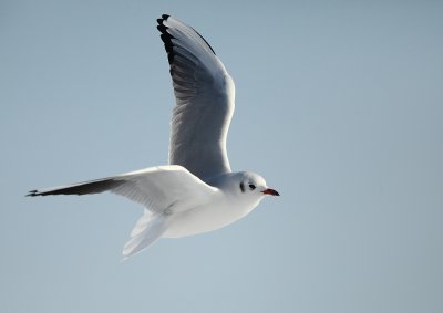 Black-headed Gull - Kokmeeuw