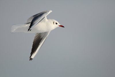 Black-headed Gull - Kokmeeuw