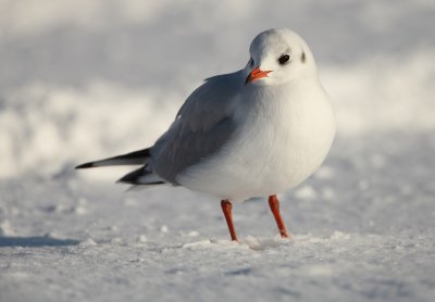 Black-headed Gull - Kokmeeuw