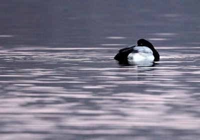 Scaup - Toppereend