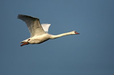 Mute Swan - Knobbelzwaan