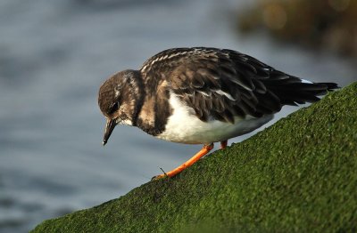 Turnstone - Steenloper