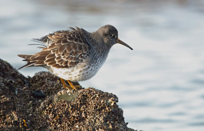 Purple Sandpiper - Paarse Strandloper