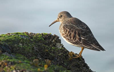 Purple Sandpiper - Paarse Strandloper