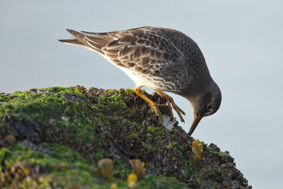 Purple Sandpiper - Paarse Strandloper