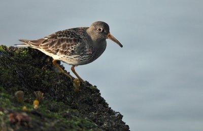 Purple Sandpiper - Paarse Strandloper