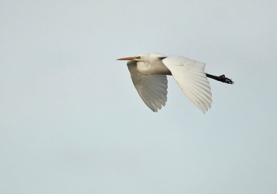 Great White Egret - Grote Zilverreiger, Kalmthout 040111