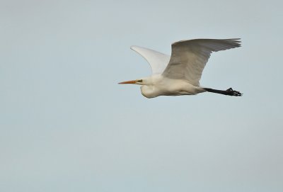 Great White Egret - Grote Zilverreiger, Kalmthout 040111