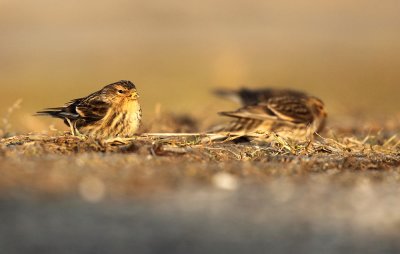 Frater - Twite