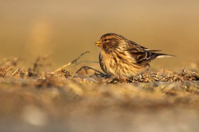 Frater - Twite