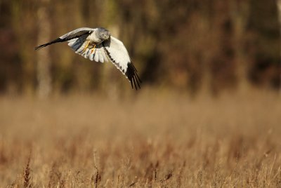 Hen Harrier - Blauwe Kiekendief