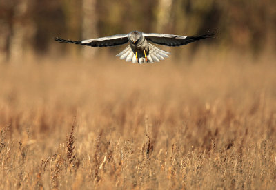 Hen Harrier - Blauwe Kiekendief