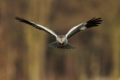 Hen Harrier - Blauwe Kiekendief