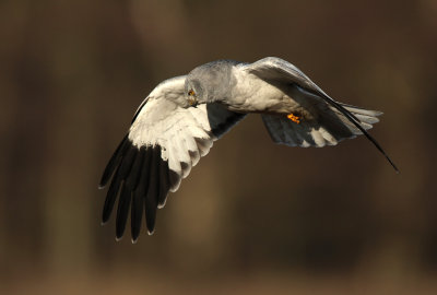 Hen Harrier