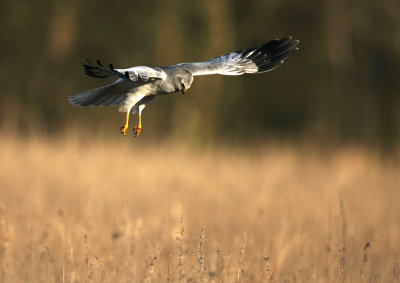 Hen Harrier - Blauwe Kiekendief