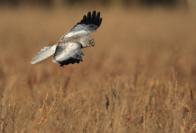 Hen Harrier - Blauwe Kiekendief