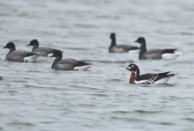Roodhalsgans - Red-breasted Goose