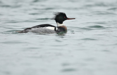 Middelste Zaagbek - Red-breasted Merganser