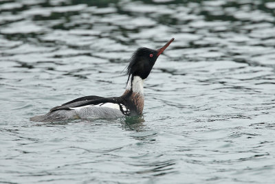 Middelste Zaagbek - Red-breasted Merganser