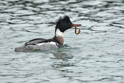 Middelste Zaagbek - Red-breasted Merganser