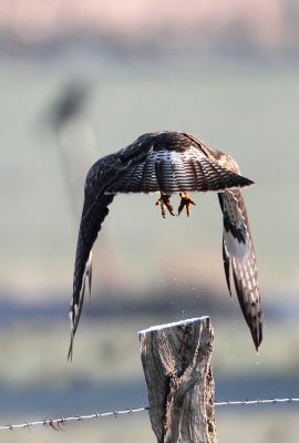 Buizerd - Buzzard