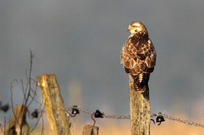 Buizerd - Buzzard