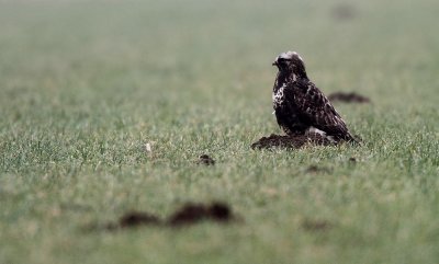 Rough-legged Buzzard - Ruigpootbuizerd (NL)