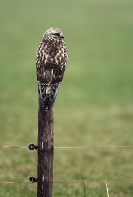 Rough-legged Buzzard - Ruigpootbuizerd (NL)