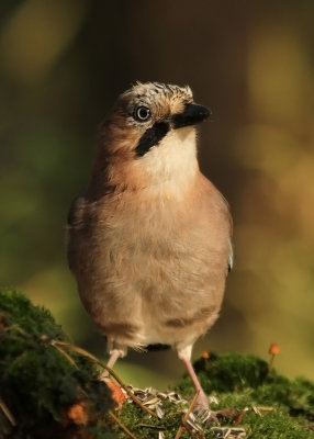 Gaai - Jay