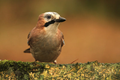 Gaai - Jay
