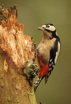Grote Bonte Specht - Great spotted woodpecker