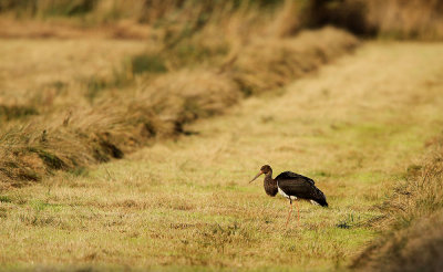 Zwarte Ooievaar - Black stork