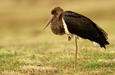 Zwarte Ooievaar - Black stork