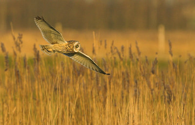 Short-eared owl - Asio flammeus - UItkerke, 02/02/08