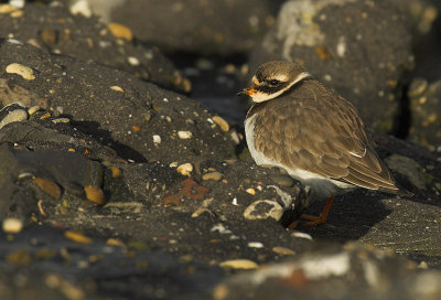 Ringed plover - Charadrius hiaticula