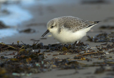 Sanderling - Calidris alba