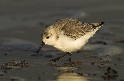 Sanderling - Calidris alba