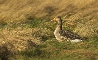 Greylag goose - Anser anser