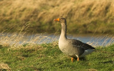 Greylag goose - Anser anser