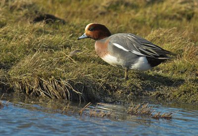 Wigeon - Anas penelope