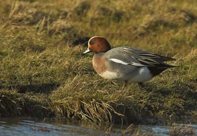 Wigeon - Anas penelope