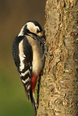 Great Spotted Woodpecker - Dendrocopus major